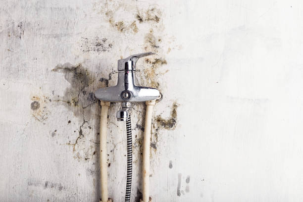 Best Residential Mold Removal  in Ocean Ridge, FL