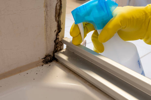 Best Professional Mold Removal  in Ocean Ridge, FL
