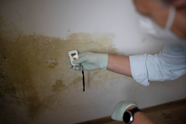 Professional Mold Removal in Ocean Ridge, FL