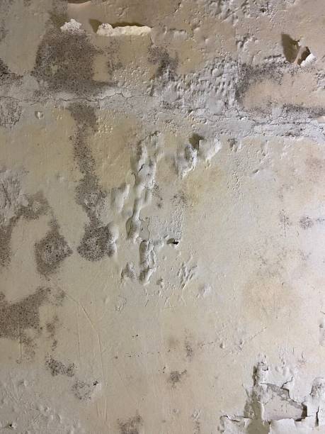 Best Certified Mold Removal  in Ocean Ridge, FL